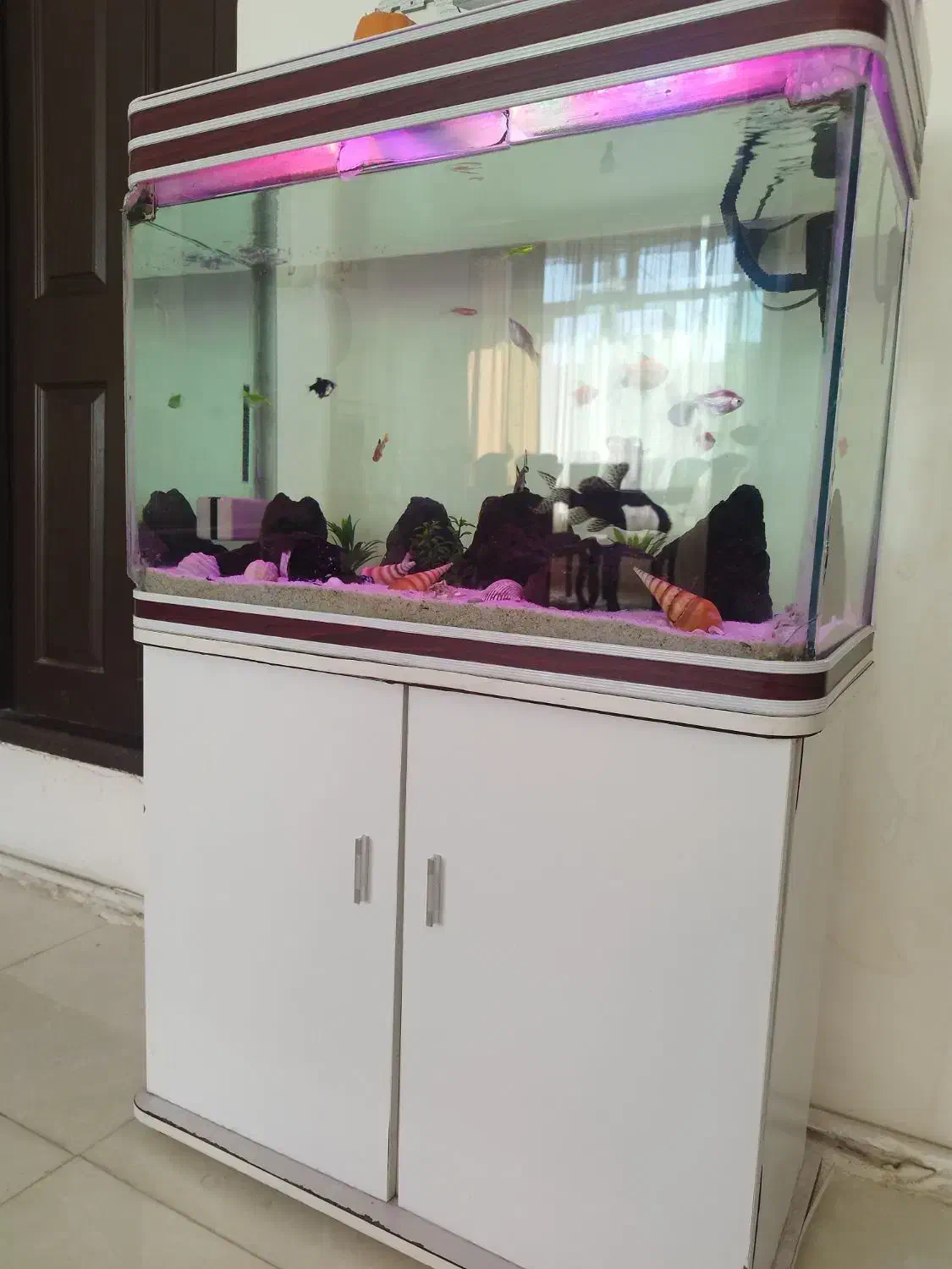 آکواریوم|ماهی|خوی, |دیوار