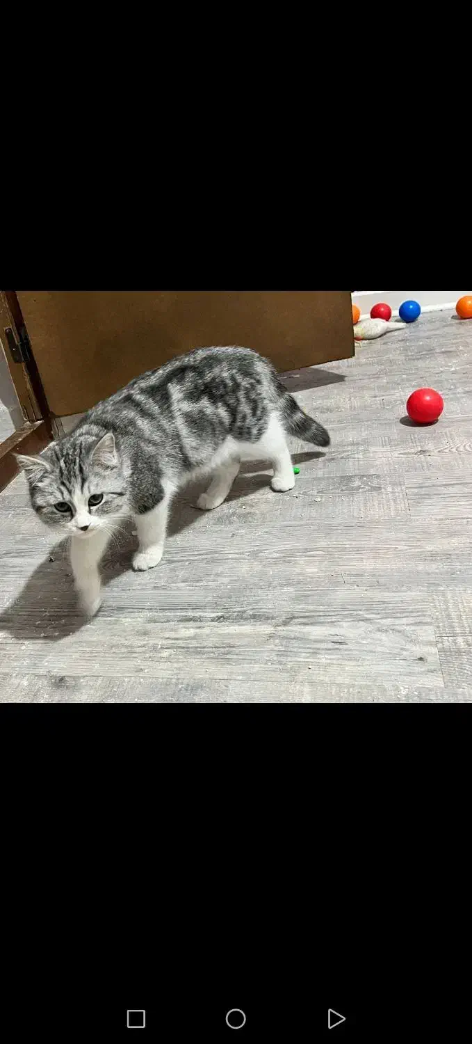 بچه گربه پرشین اسکاتیش|گربه|کرمان, |دیوار