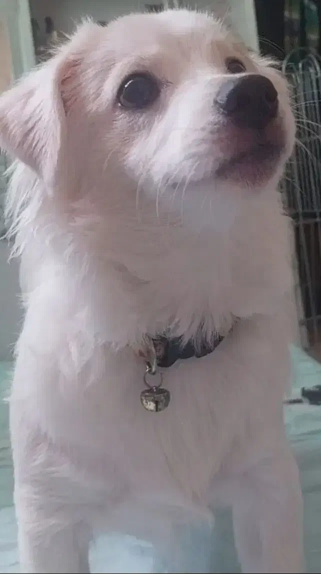 روباهی نر فروش یا معاوضه|سگ|خرمآباد, |دیوار