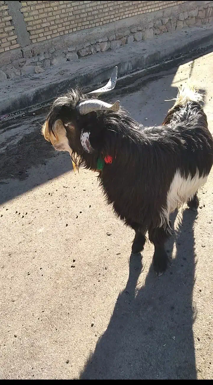 کهره داشتی|حیوانات مزرعه|ایذه, |دیوار