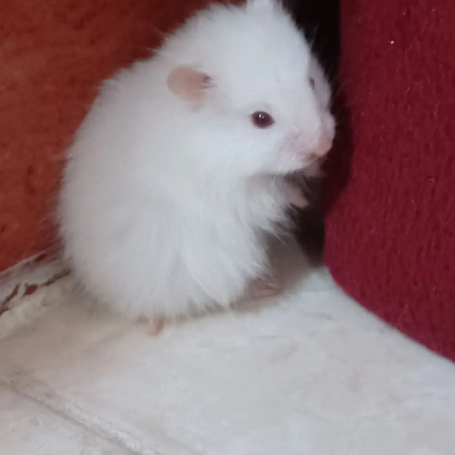 همستر|موش و خرگوش|ساوه, |دیوار