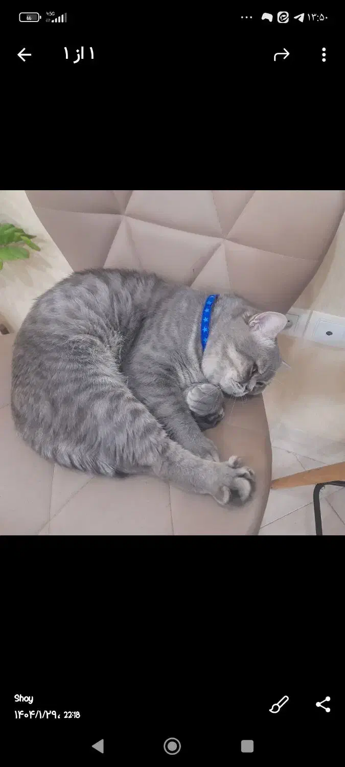 گربه نر بریتیش اماده جفت گیری|گربه|یزد, |دیوار