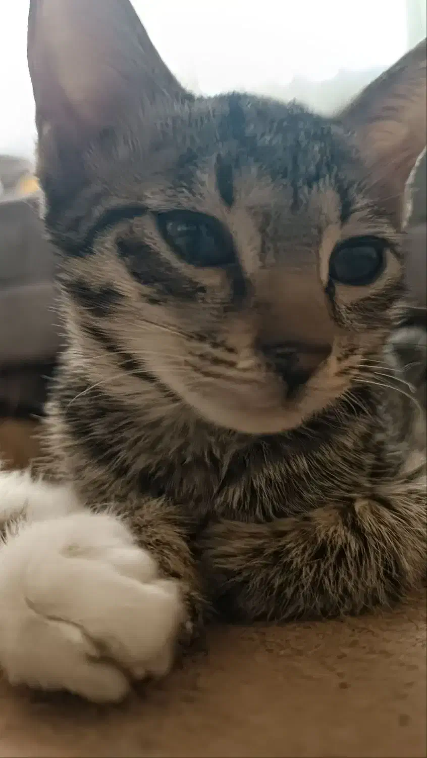 واگذاری بچه گربه دی اس اچ|گربه|نقده, |دیوار