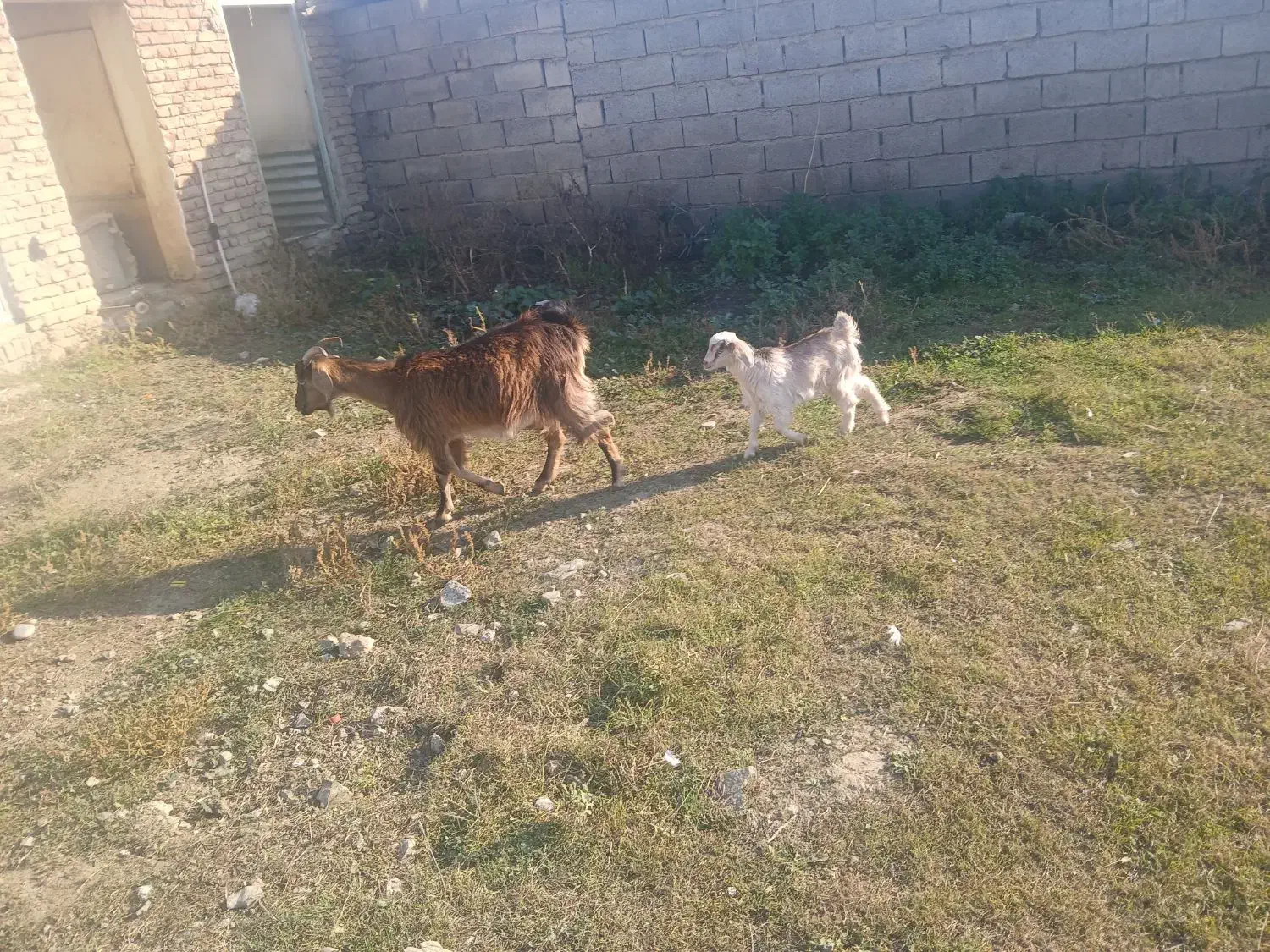 بز با بزغاله ماده|حیوانات مزرعه|بیله سوار, |دیوار