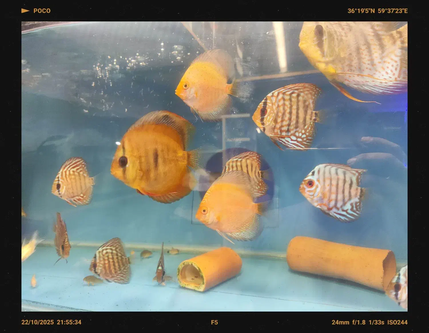 دیسکس حدود سه و سه نیم اینچ|ماهی|مشهد, فاطمیه|دیوار