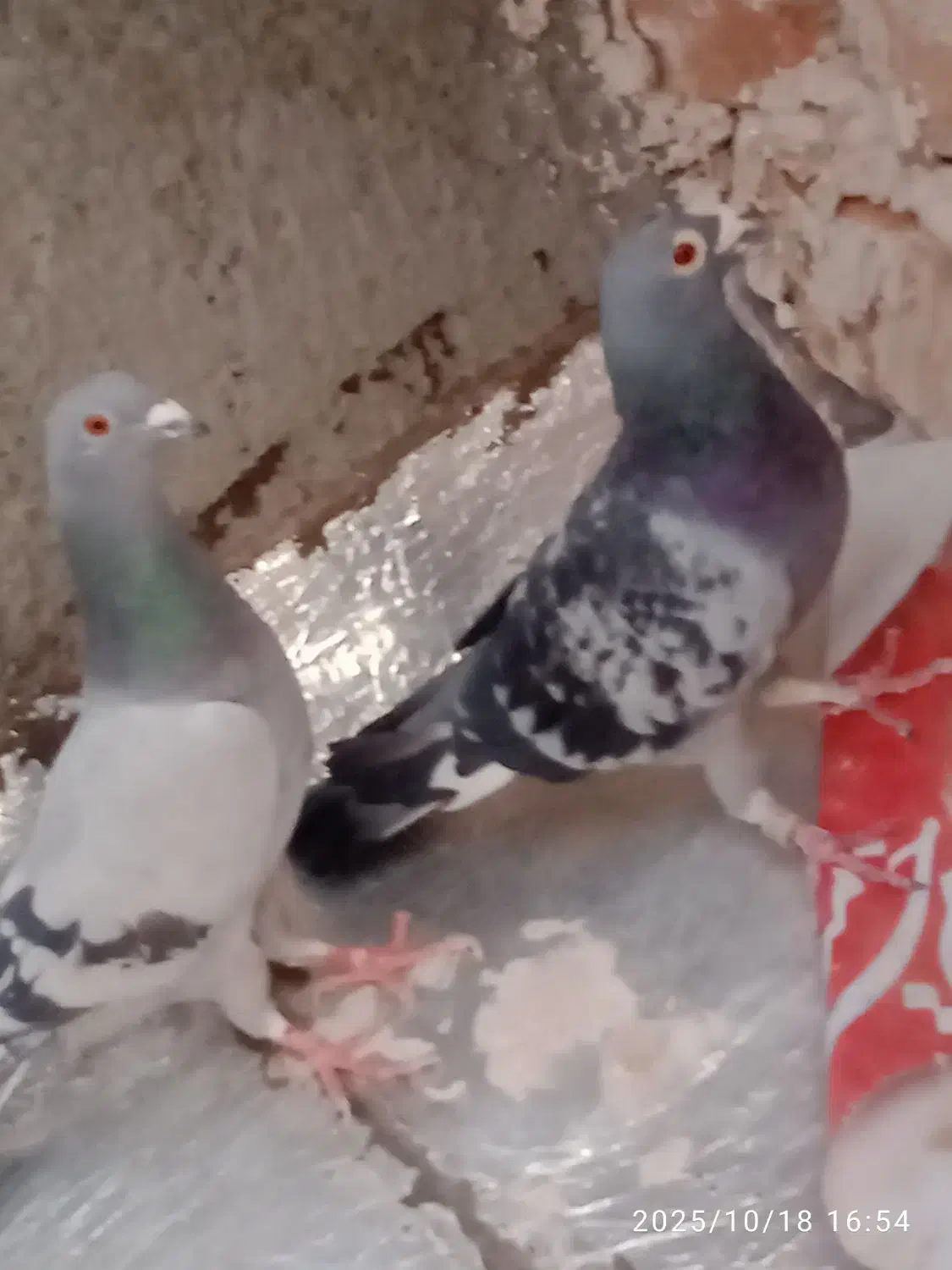 کفتر مسافتی|پرنده|بیرجند, |دیوار