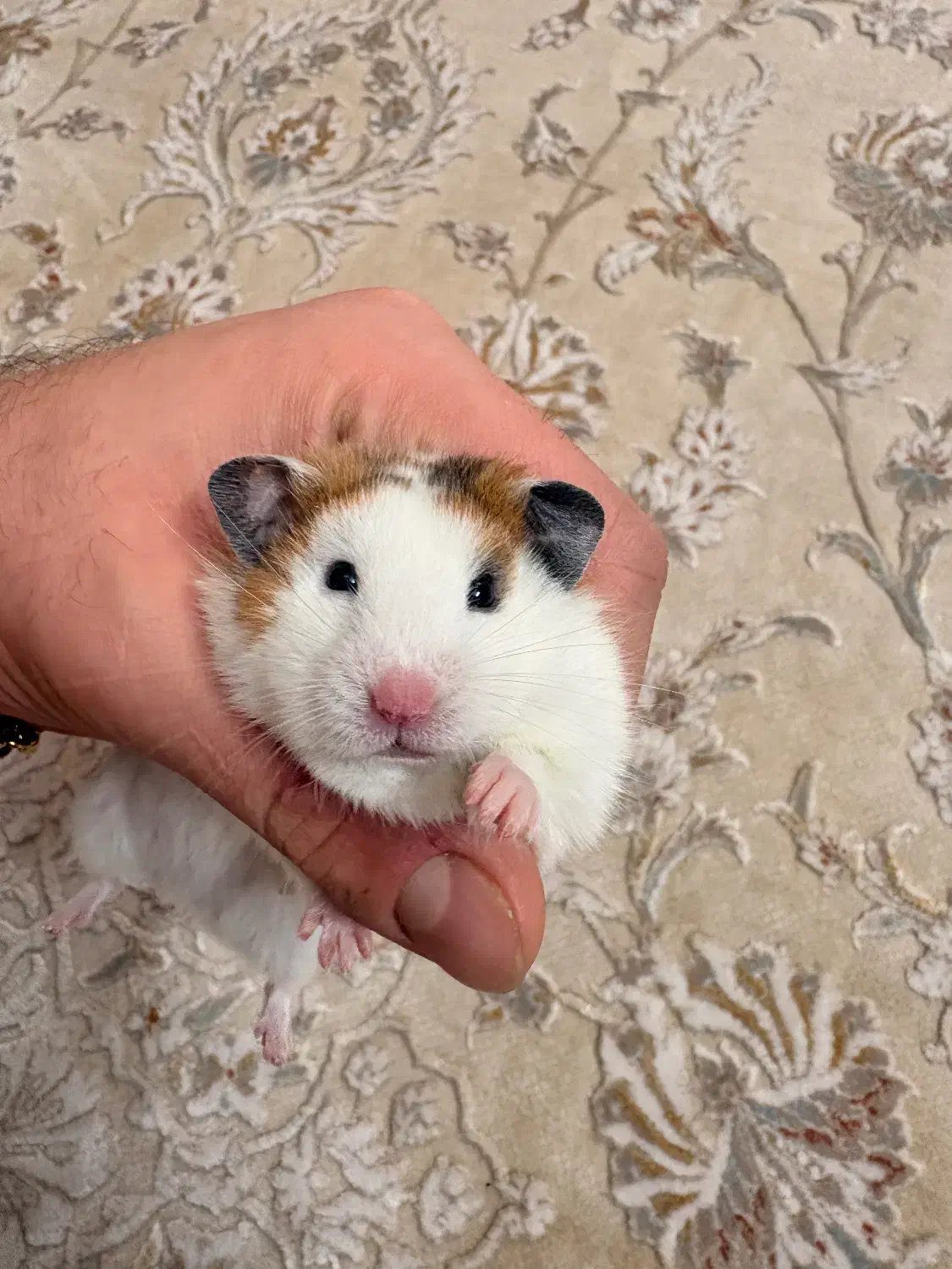 همستر مولد|موش و خرگوش|فردیس, شهرک ۱۱۰|دیوار