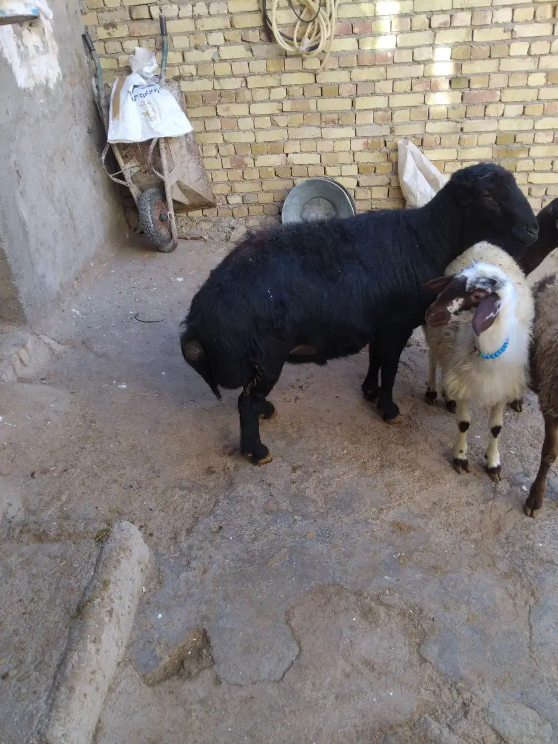 قوچ|حیوانات مزرعه|صائین قلعه, |دیوار