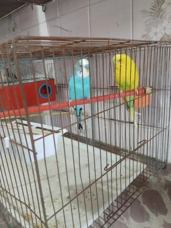 مرغ عشق مولد|پرنده|مشگین شهر, |دیوار