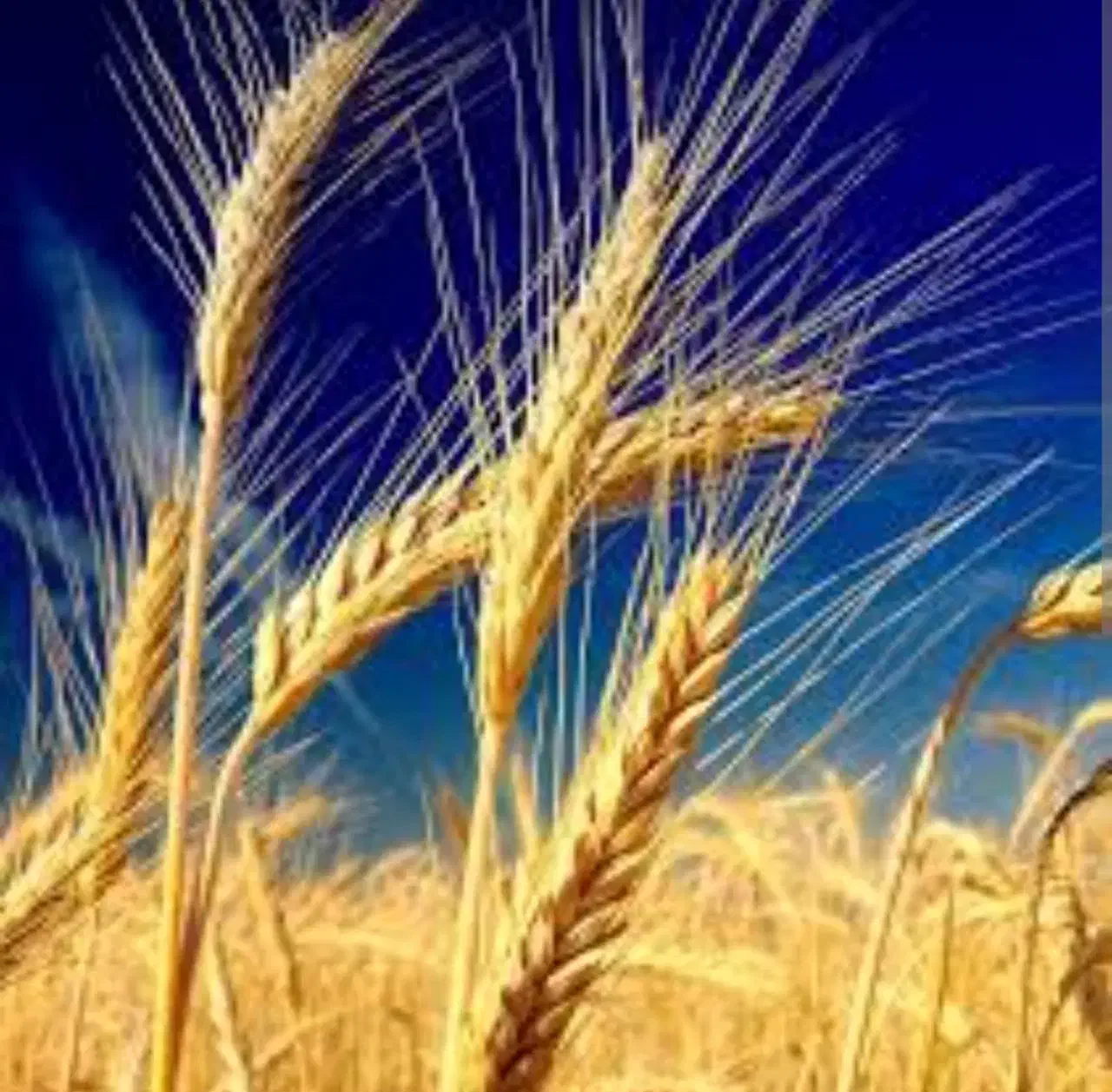 استخدام کارگر|استخدام صنعتی، فنی، مهندسی|شیروان (لرستان), |دیوار