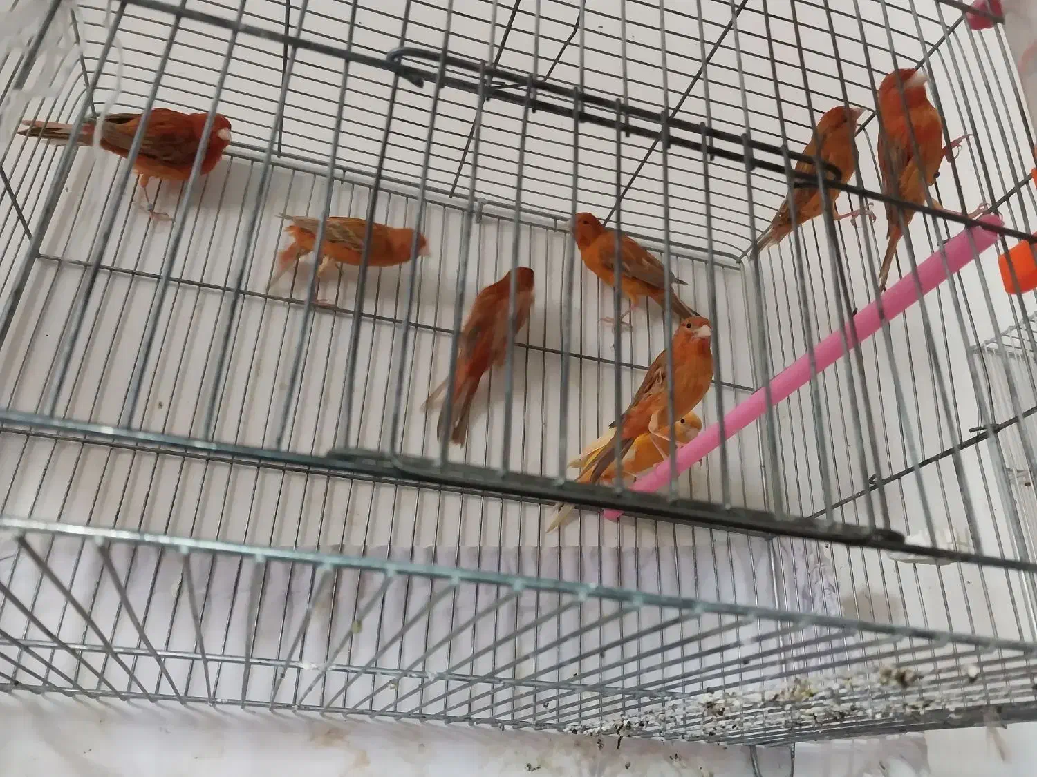 قناری،دارچینی،سرخ.    ردفکتور سرخ کمرنگ  سهره رسمی|پرنده|شاهین‌شهر, شهرک ردانی پور|دیوار