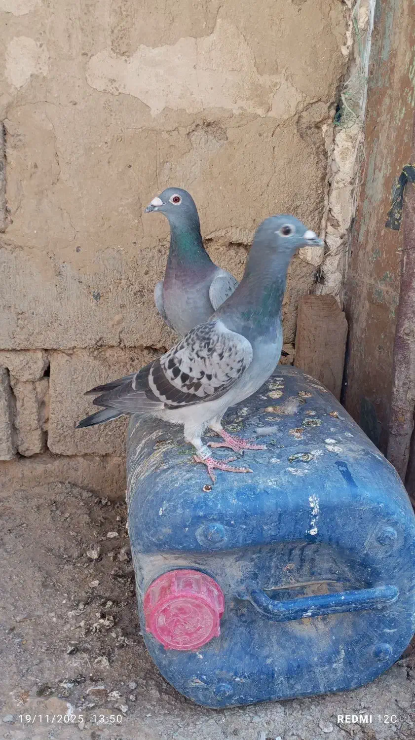 نروماده مگس|پرنده|زهک, |دیوار