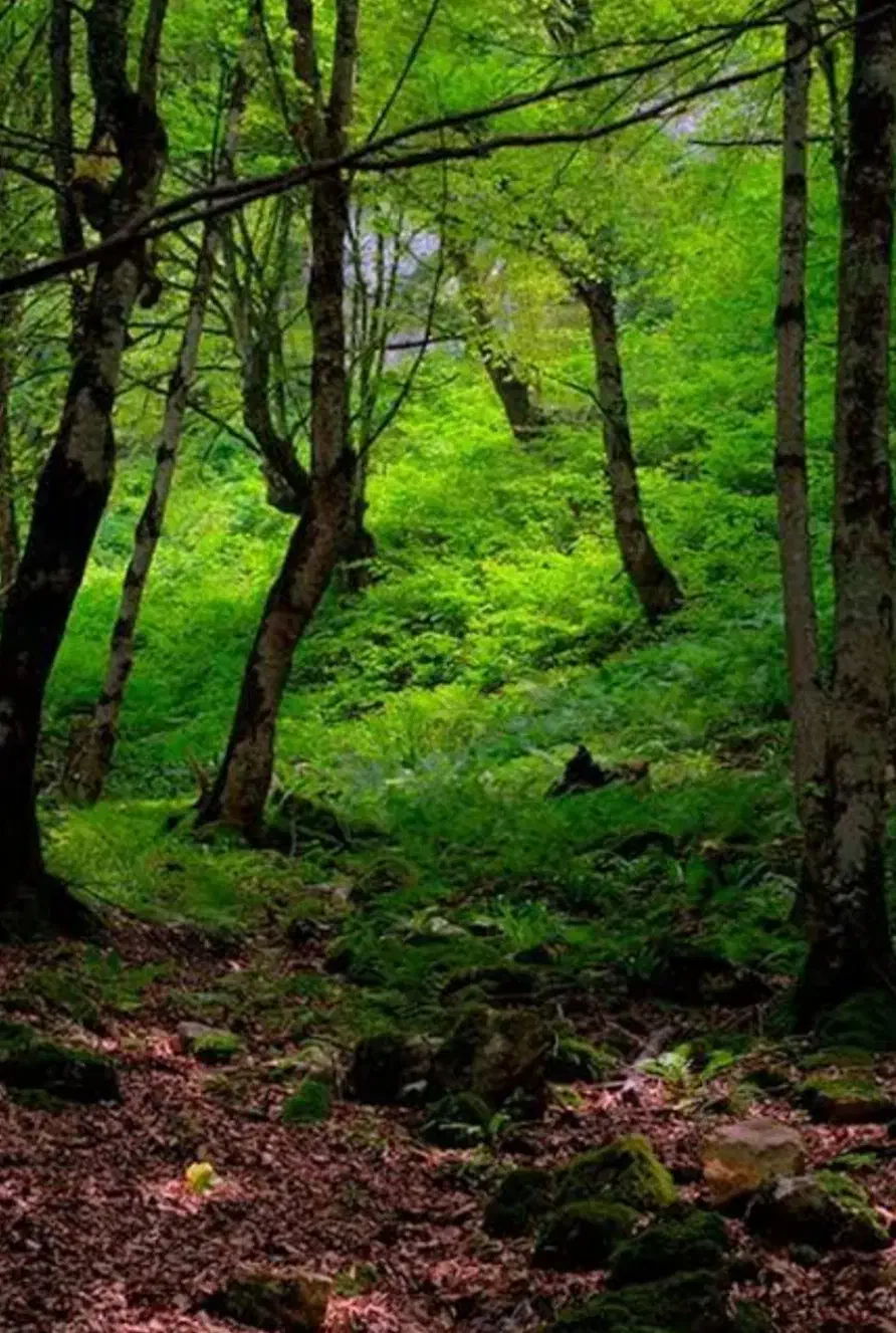 مشورت برای تنهایی|فعالیت داوطلبانه تحقیقاتی|کرمانشاه, |دیوار