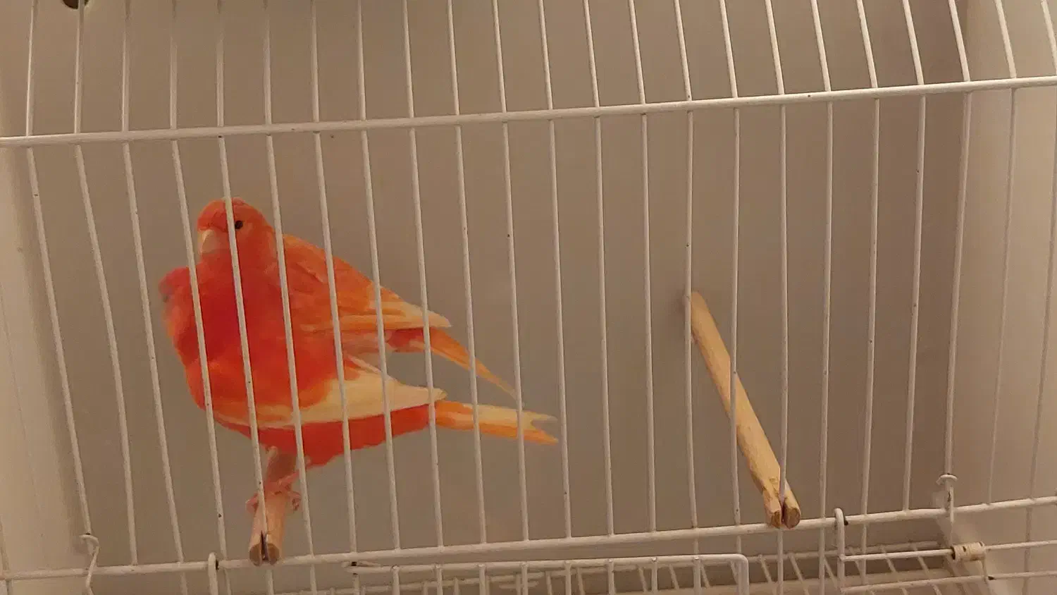 قناری سرخ|پرنده|مشهد, حرم مطهر رضوی|دیوار