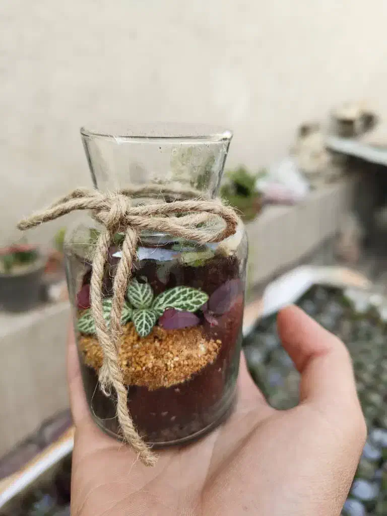 تراریوم|گل و گیاه طبیعی|تهران, افسریه جنوبی|دیوار