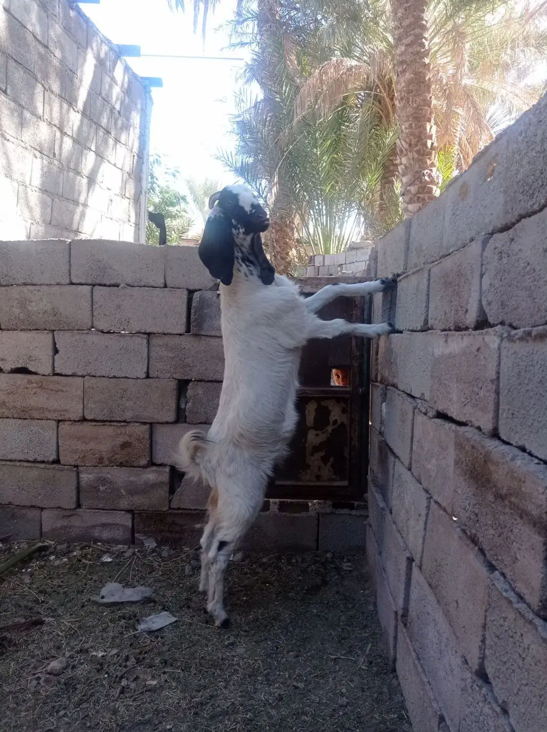 11 8ح|حیوانات مزرعه|گلباف, |دیوار