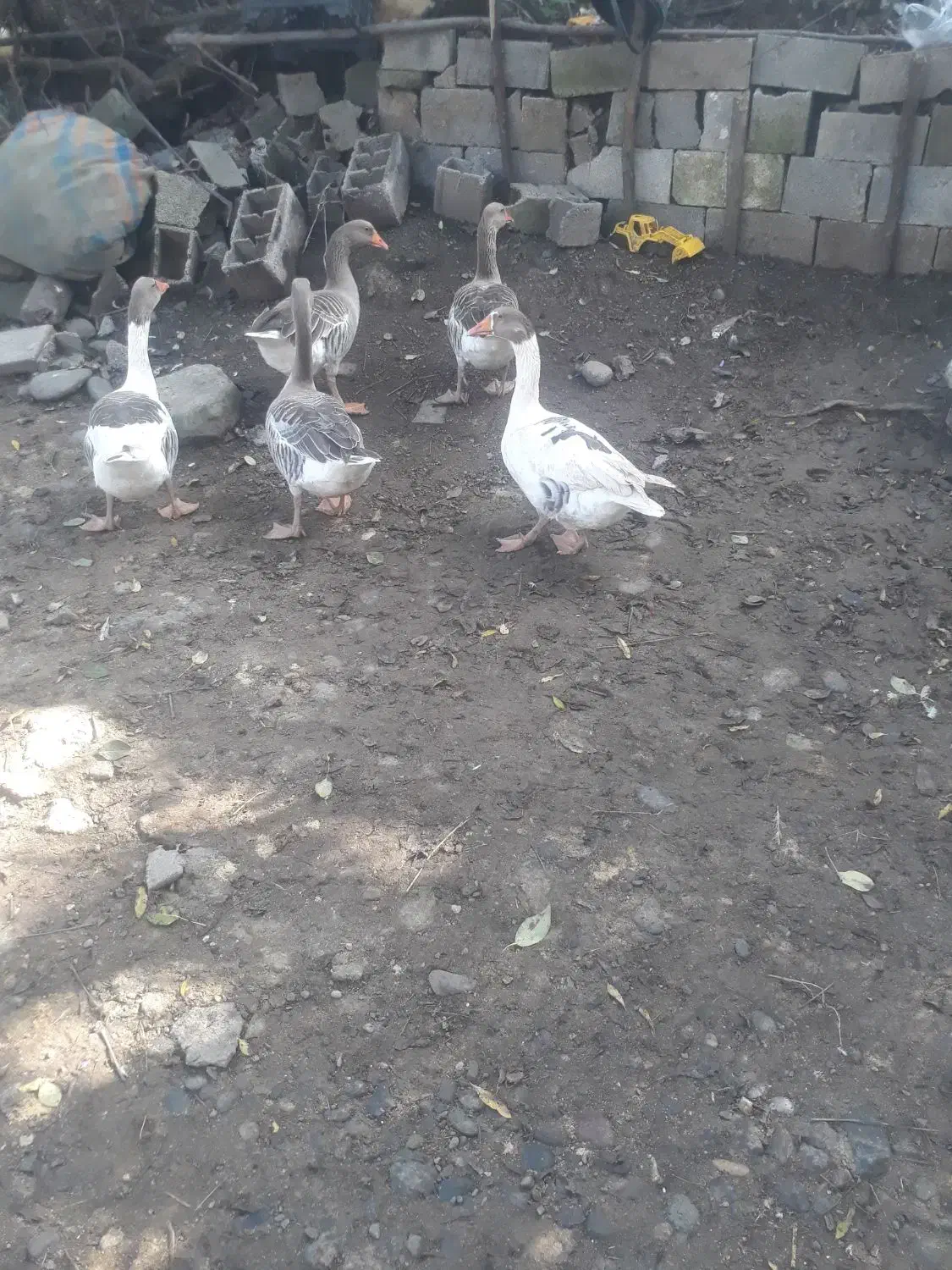 غاز|حیوانات مزرعه|سیاهکل, |دیوار