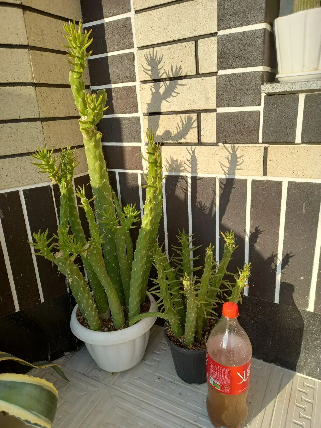 گلهای خانگی|گل و گیاه طبیعی|نیشابور, بزرگمهر|دیوار