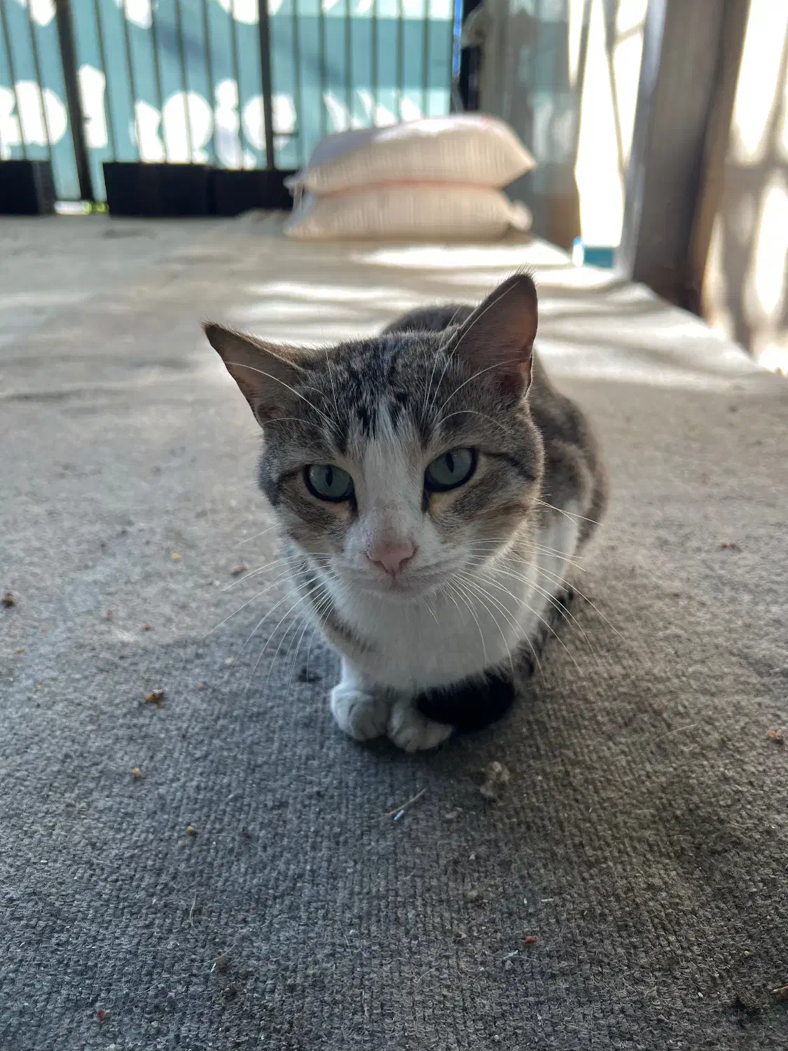 گربه گمشده شماست|حیوانات|لنگرود, |دیوار