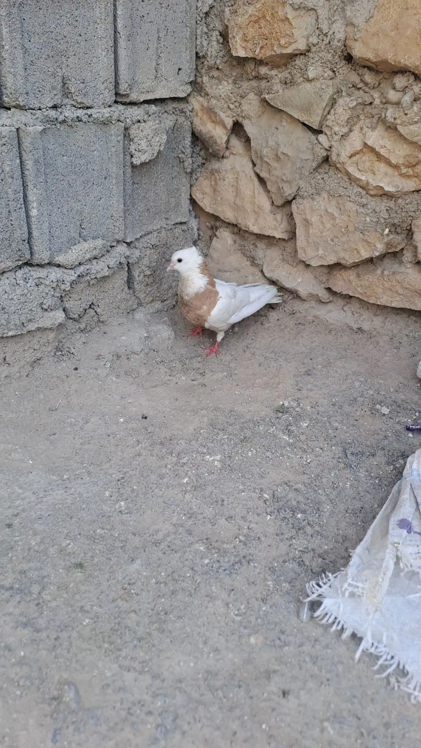 ۴۰۰|پرنده|چرام, |دیوار