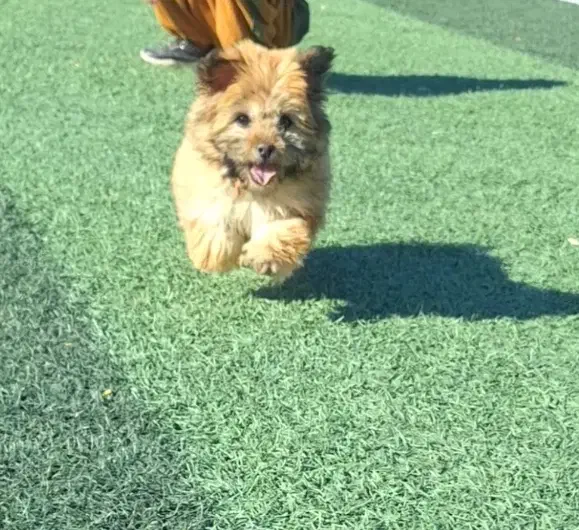 سگ پشمالو|سگ|نیشابور, محله میدان باغات|دیوار