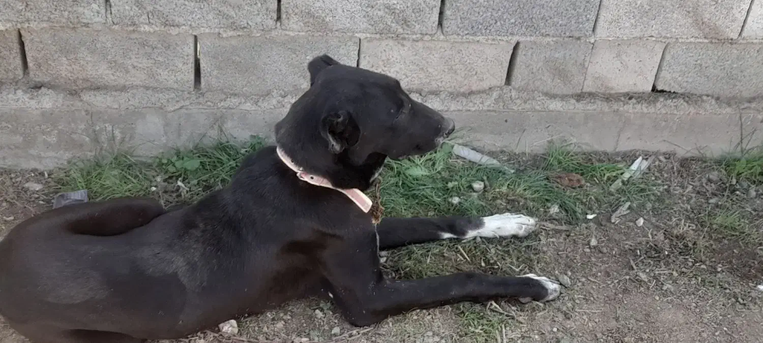 یک سگ|سگ|سیمین شهر, |دیوار