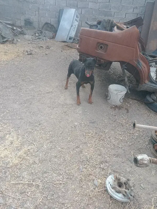 سگ دبرمن|سگ|رفسنجان, |دیوار