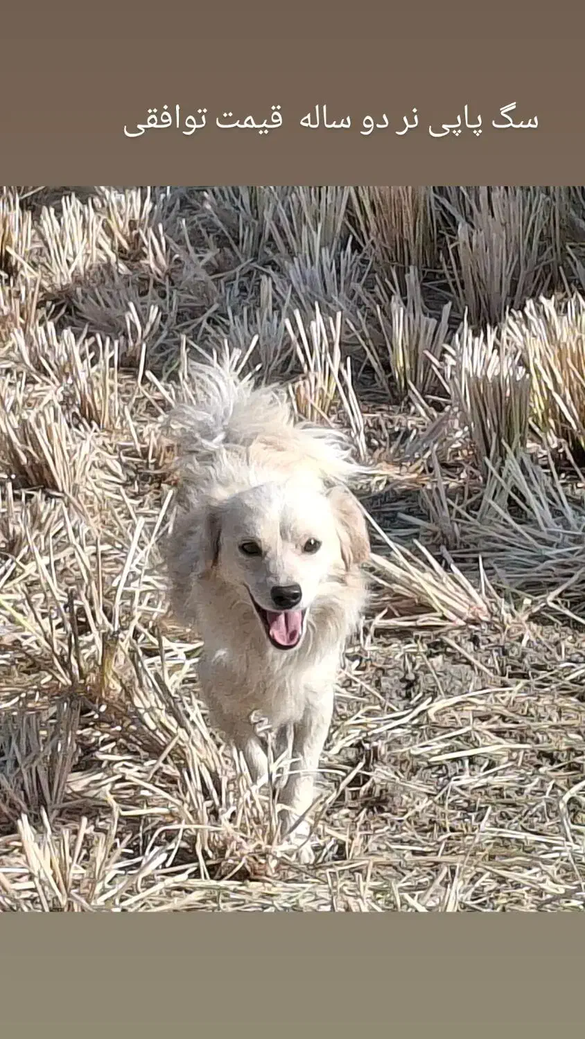 سگ پامر 2 ساله|سگ|مبارکه, |دیوار