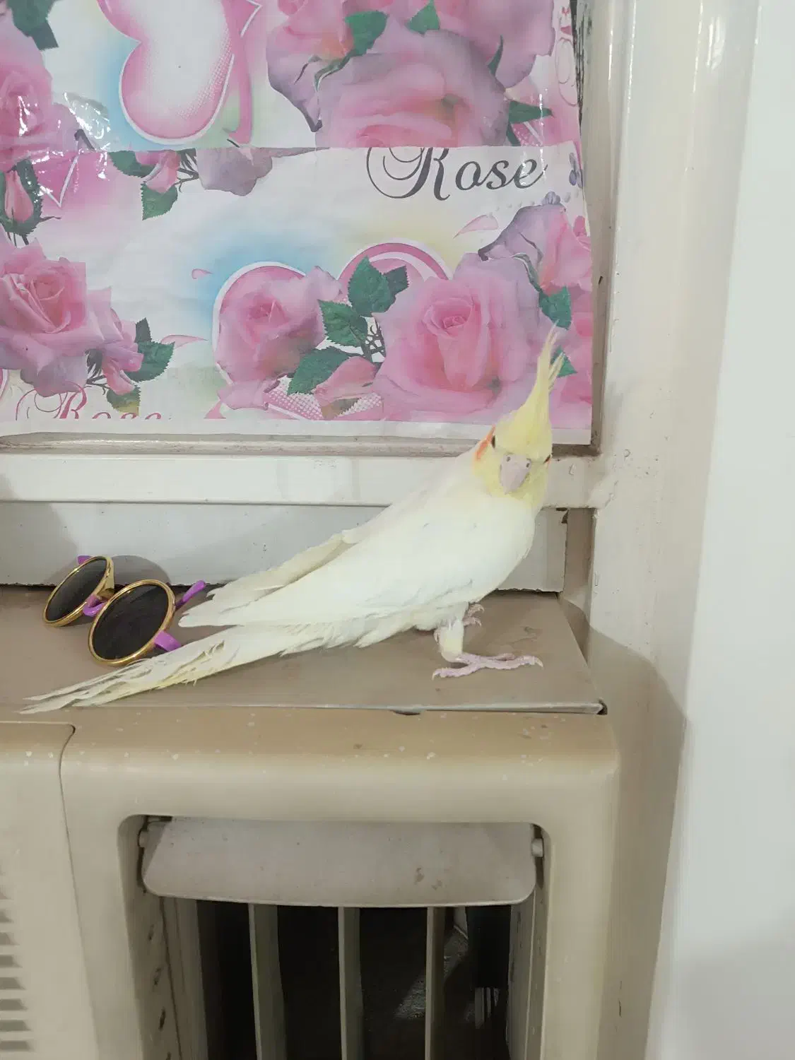 عروس هلندی گمشده|پرنده|شوشتر, |دیوار