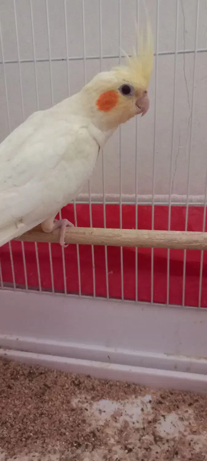 عروس هلندی زیبا دستی|پرنده|دهلران, |دیوار