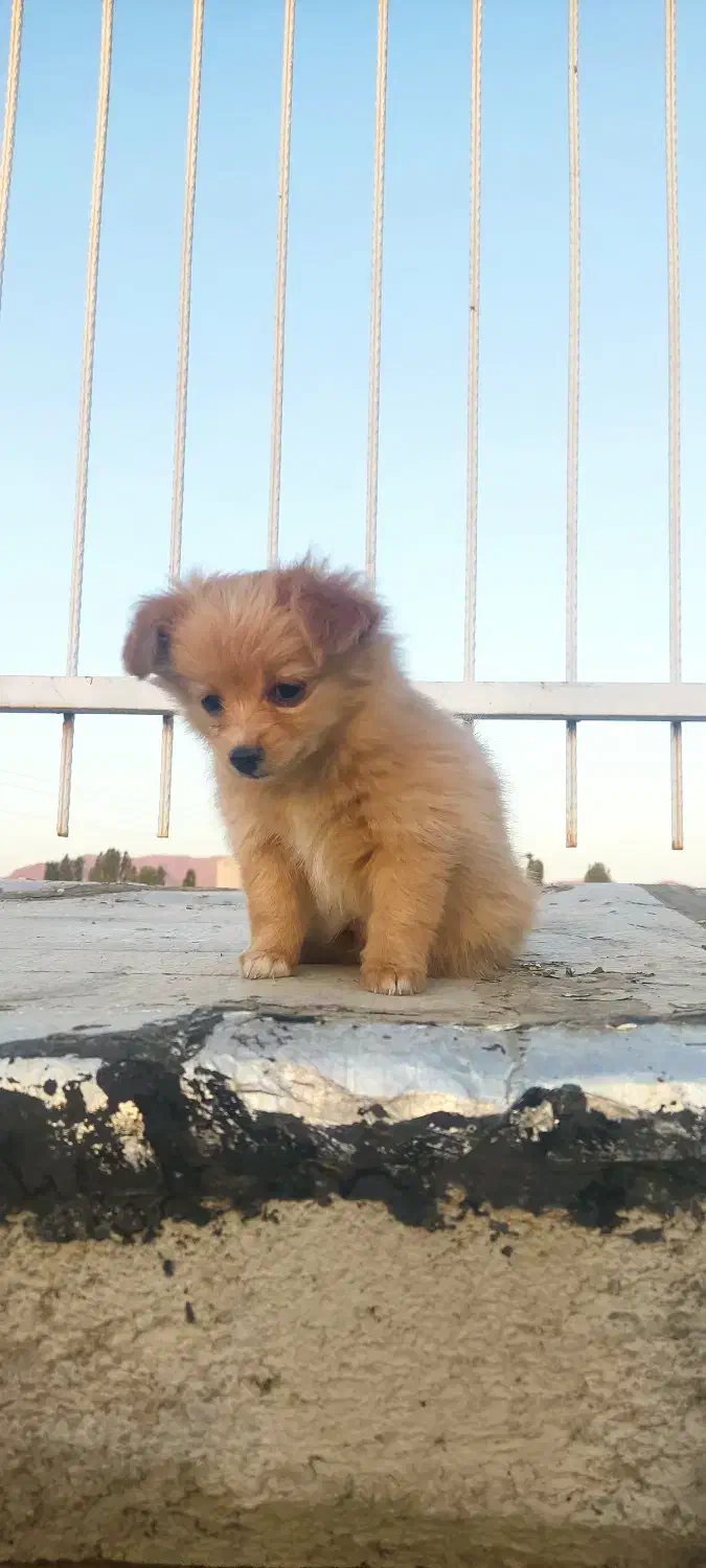 توله پامر|سگ|گلپایگان, |دیوار