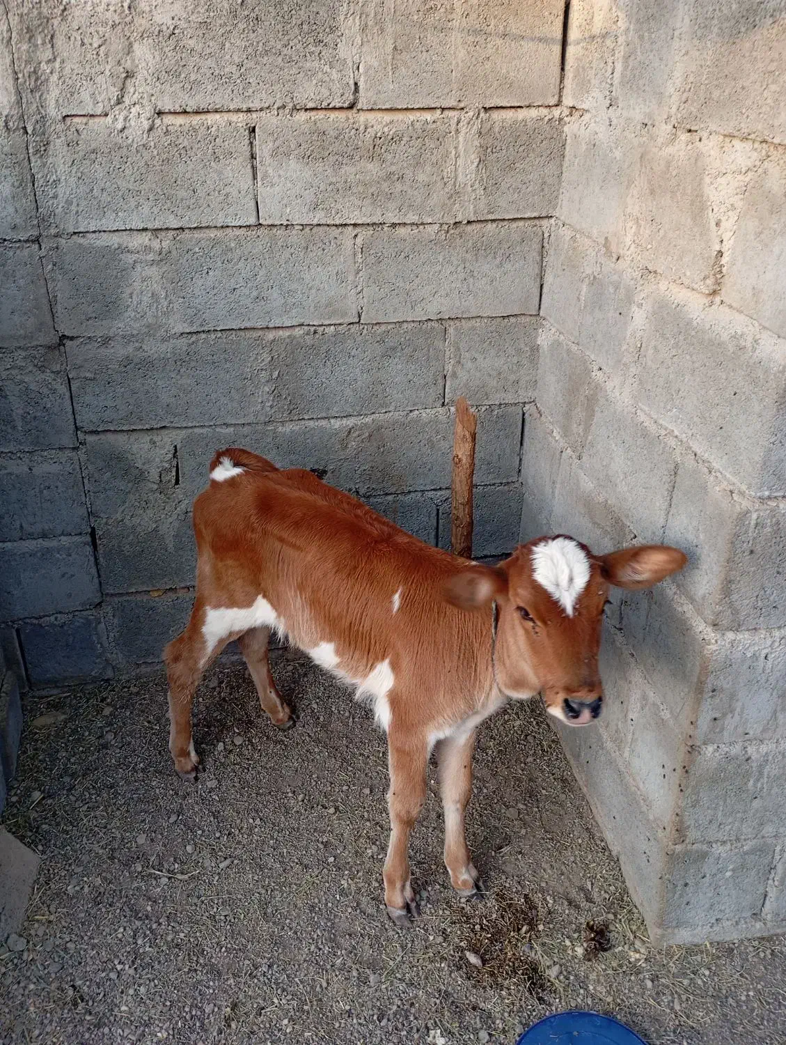 سلام ‌فروش‌گاو‌باگوساله‌وشتر|حیوانات مزرعه|میناب, |دیوار