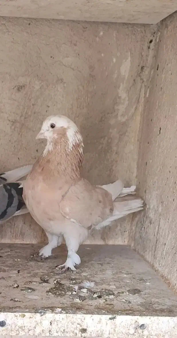 کفتر یا کبوتر پرشی|پرنده|قرچک, شهرک گلها|دیوار