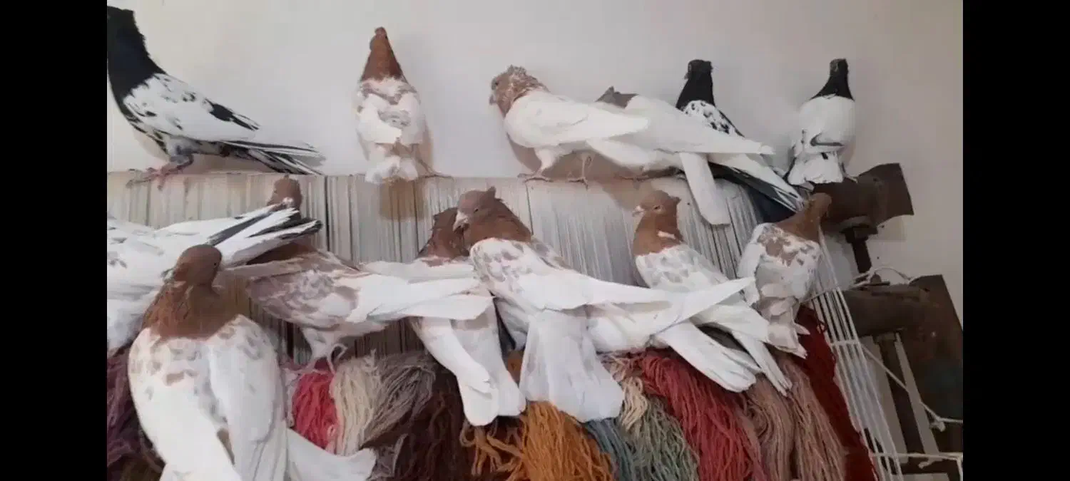 سلام دوستان 40عدد کله و 7عدد ساده|پرنده|خلیل آباد, |دیوار