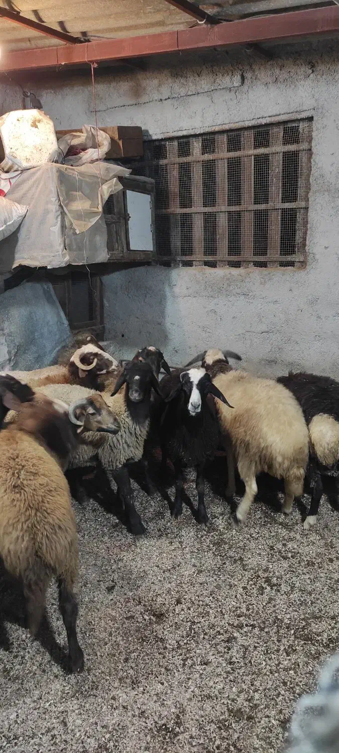 فروش بره گوسفند نر|حیوانات مزرعه|رویان, |دیوار