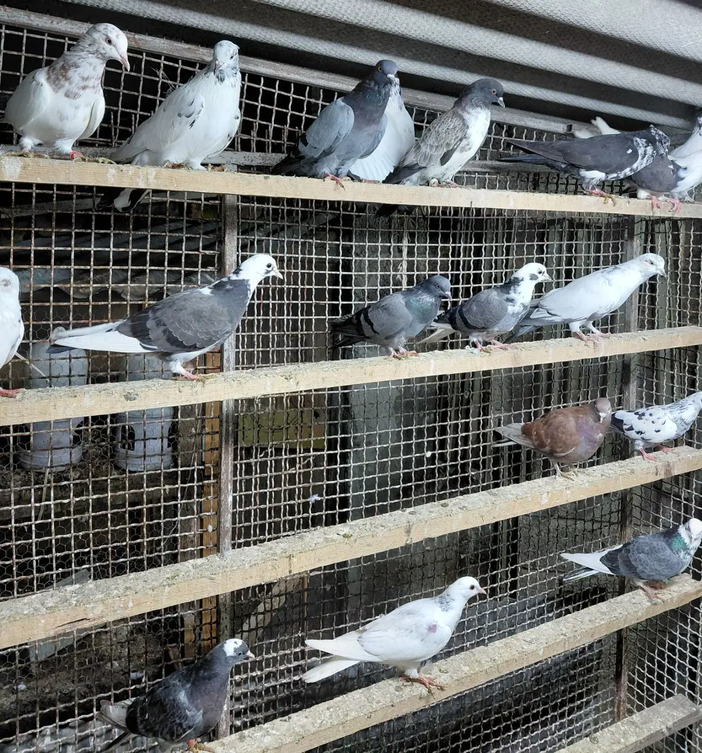 کبوتر جوجه پرشی|پرنده|قائمشهر, |دیوار