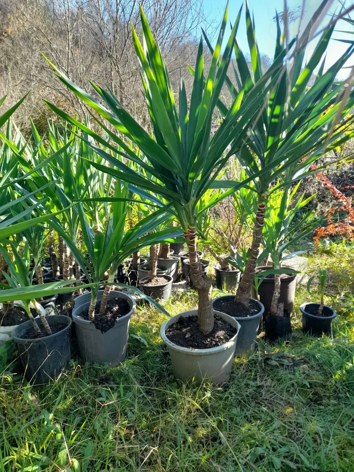 گل یوکا|گل و گیاه طبیعی|کوهستان, |دیوار