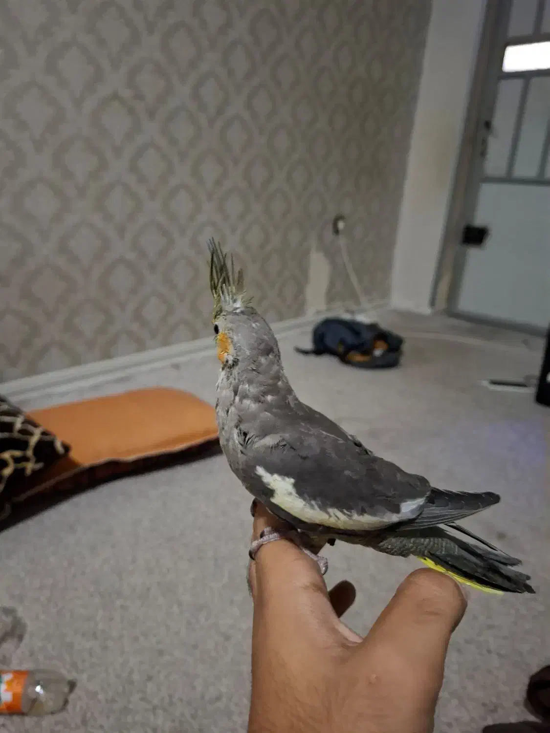 ۲ عدد عروس هلندی یک ماه دون خور|پرنده|بندرعباس, |دیوار