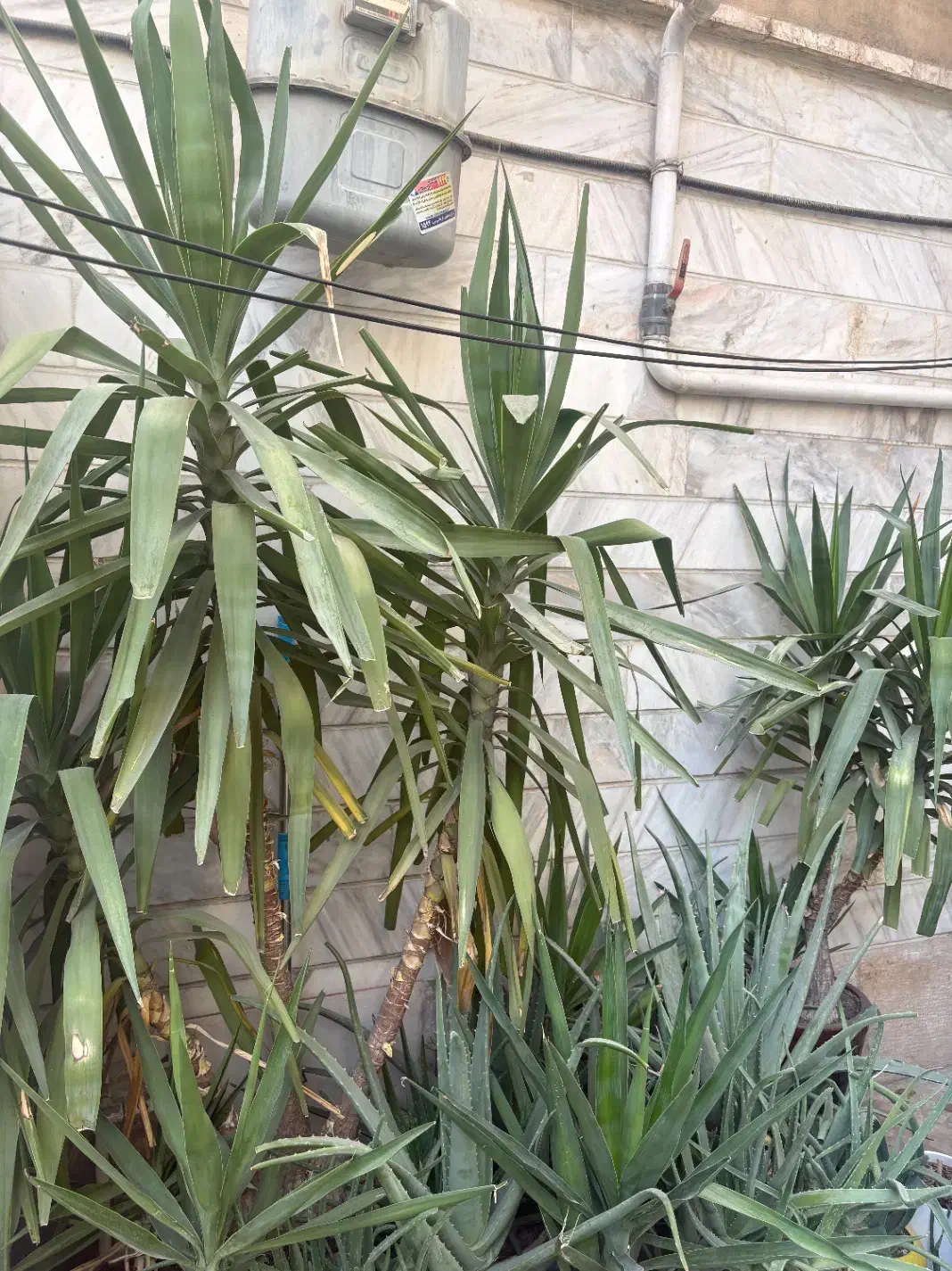 فروش گل و گیاه|گل و گیاه طبیعی|تهران, خرمشهر|دیوار