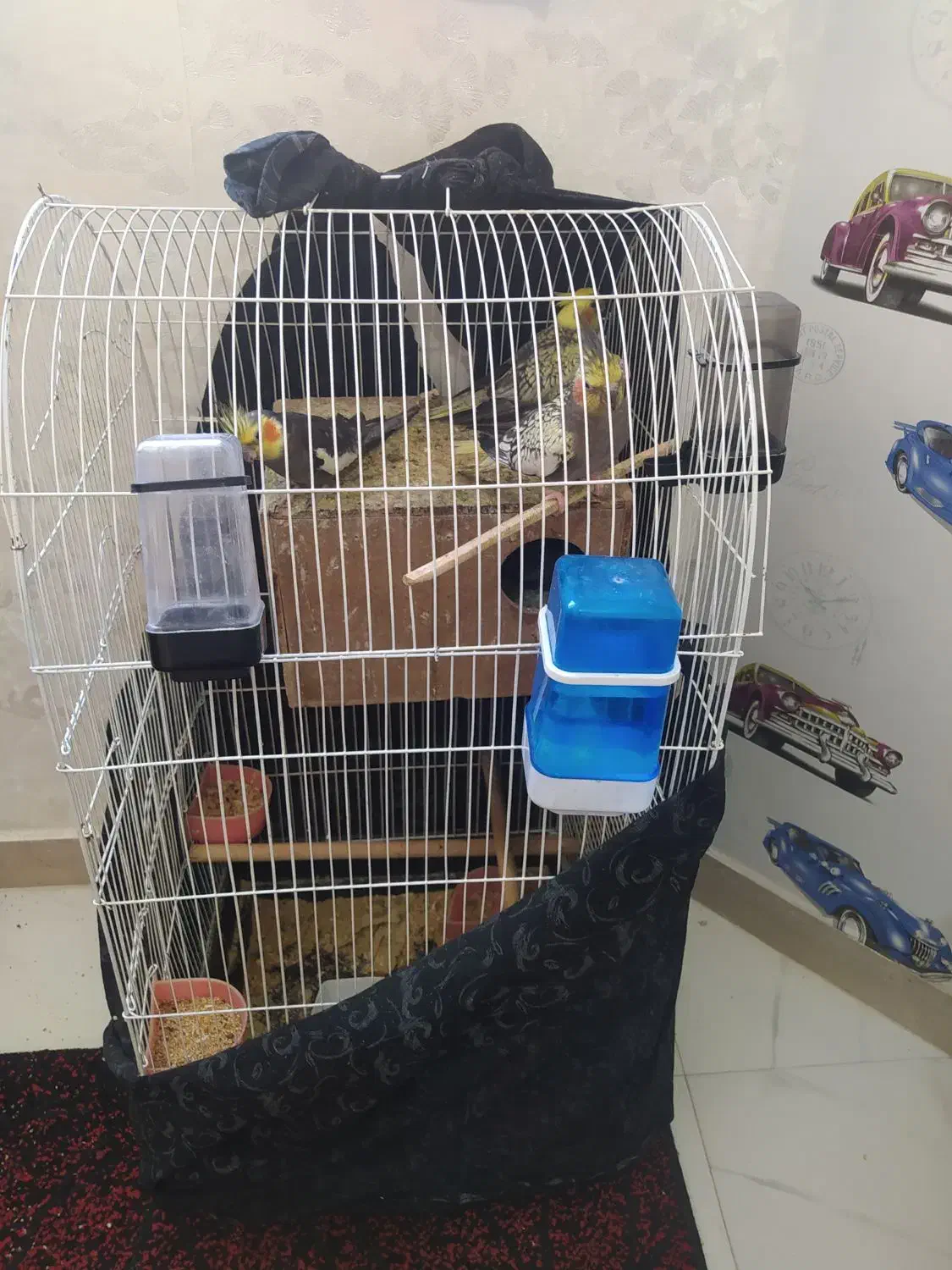 عروس هلندی نروماده|پرنده|ری, علایین|دیوار