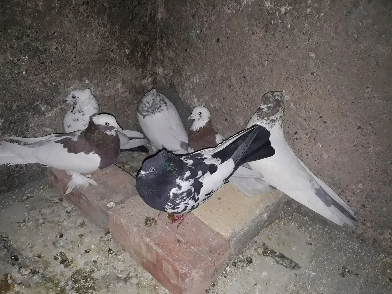 کبوتر سینه|پرنده|مرودشت, کوشک|دیوار