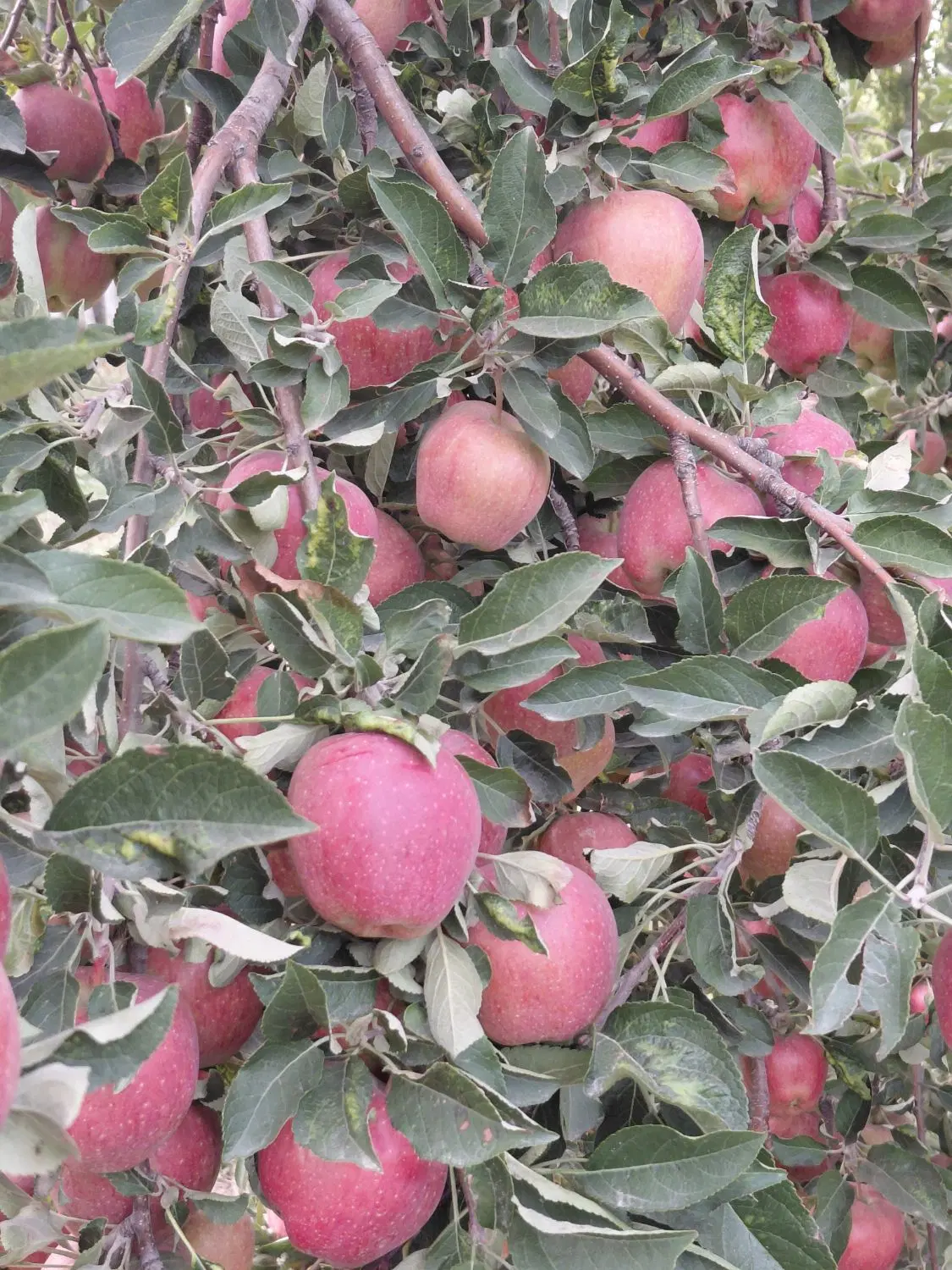 سیب|خوردنی و آشامیدنی|سراب, |دیوار