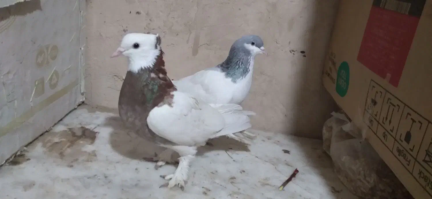 پرشی|پرنده|نیشابور, میدون بار|دیوار