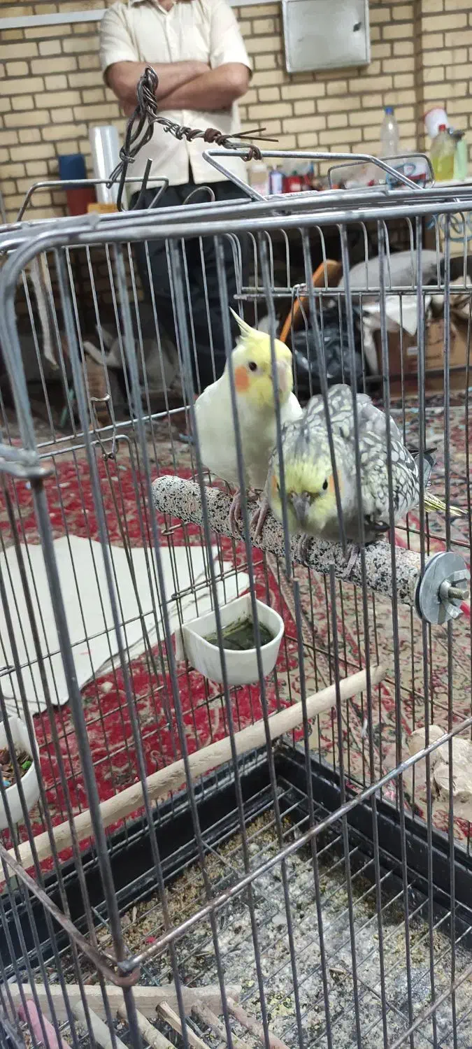 دو عدد عروس هلندی|پرنده|محمدشهر, شهرک چمران|دیوار