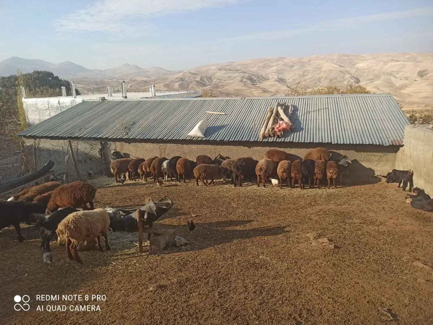 بره نر|حیوانات مزرعه|نورآباد, |دیوار