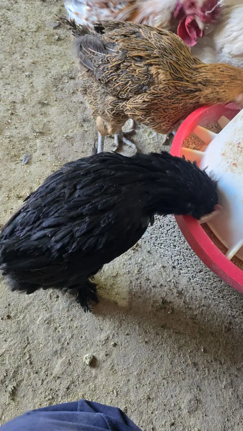 فروش مرغ و خروس گلین.مرندی و گلپایگان|حیوانات مزرعه|خوسف, |دیوار