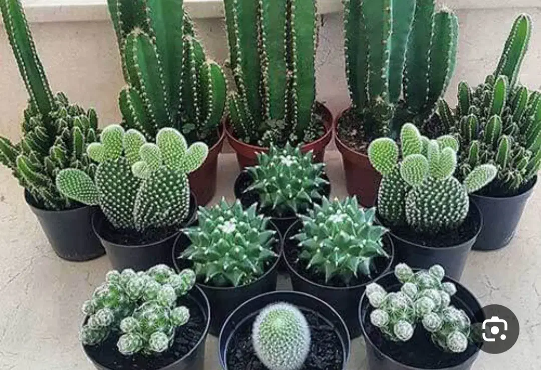 کلیه ی خدمات فضای سبز بابیش ازده سال تجربه|خدمات باغبانی و درختکاری|شیراز, باغ تخت|دیوار