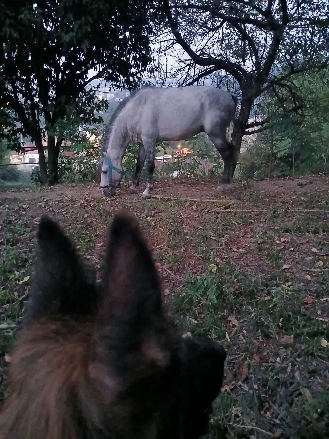 فروش اسب نریان نژاد کاسپین|اسب و تجهیزات اسبسواری|لاهیجان, آهندان|دیوار