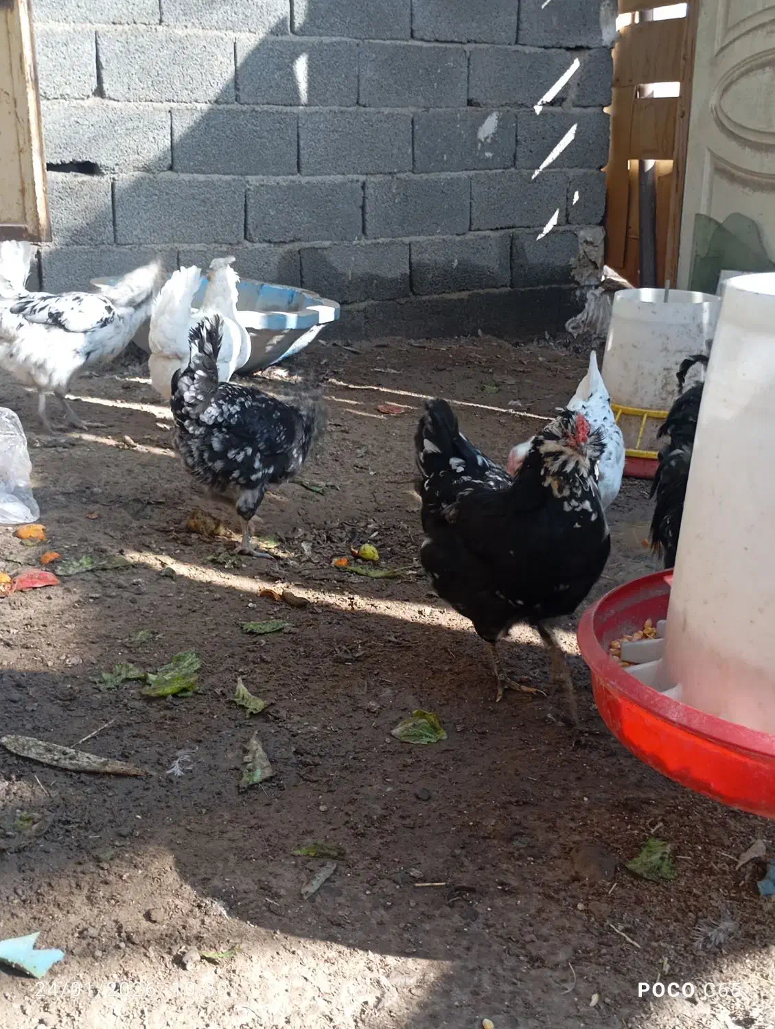 تخم مرغ گلین|حیوانات مزرعه|مشکیندشت, |دیوار