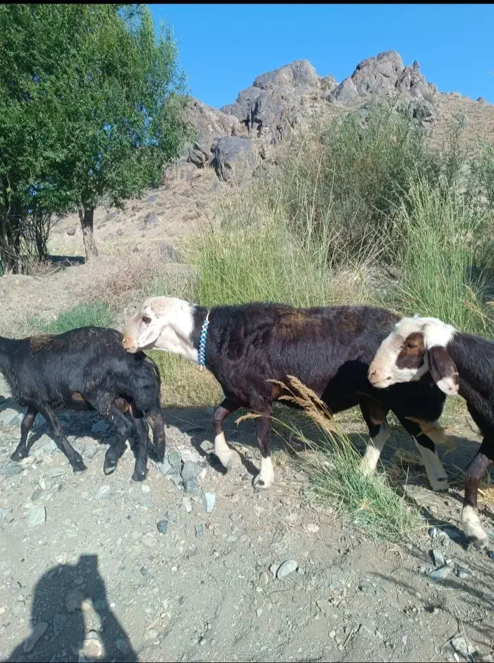 قوچ افشاری|حیوانات مزرعه|آزادشهر, |دیوار